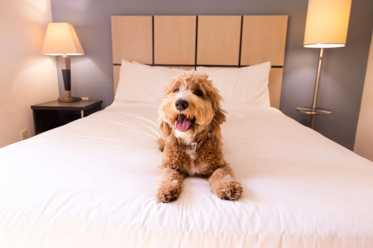 Sonesta Simply Suites Dallas Las Colinas ايرفينغ المظهر الخارجي الصورة